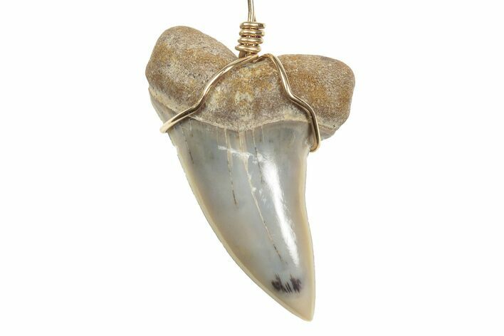 Fossil Hooked White Shark Tooth Necklace - Bakersfield, California #240679